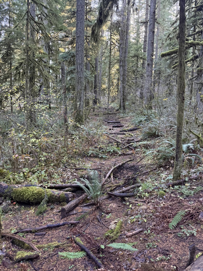 Silver Falls State Park Forest Trail