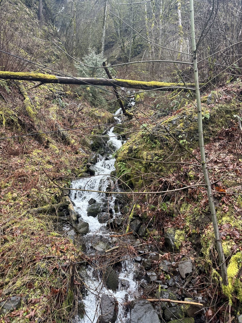 Historic Columbia River Highway Forest Cascade
