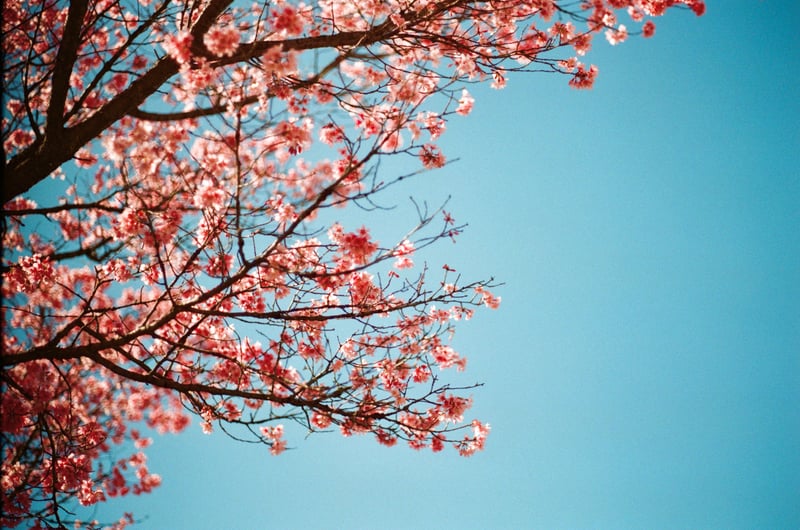 Reston Spring Blossoms