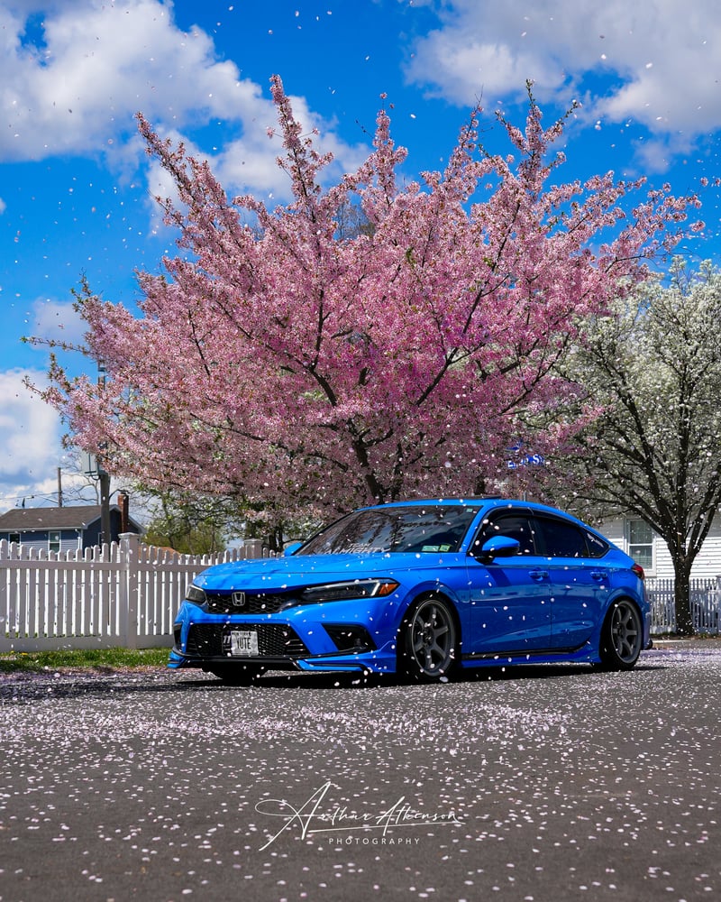 Redmond Avenue Cherry Blossoms
