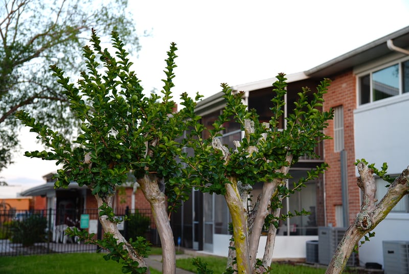 Lancaster Road Residential Greenery