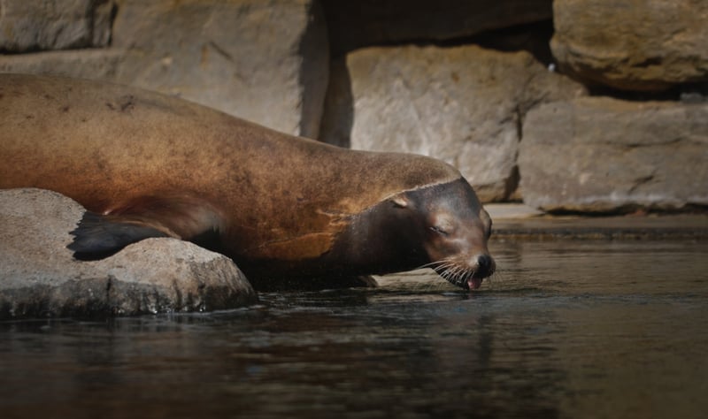 Dublin Zoo