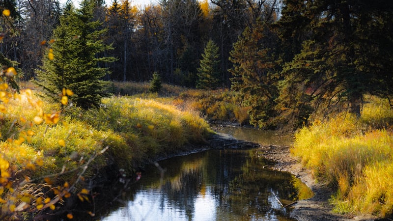 Blackmud Creek Ravine