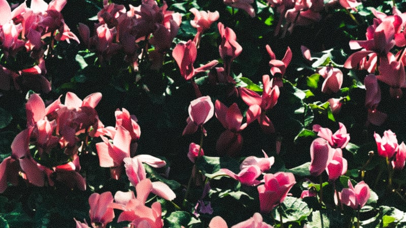 Kennett Square Floral Garden