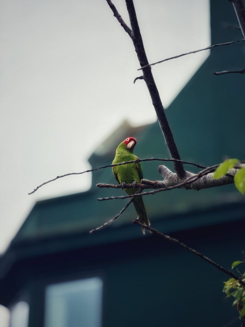Vallejo Street Steps