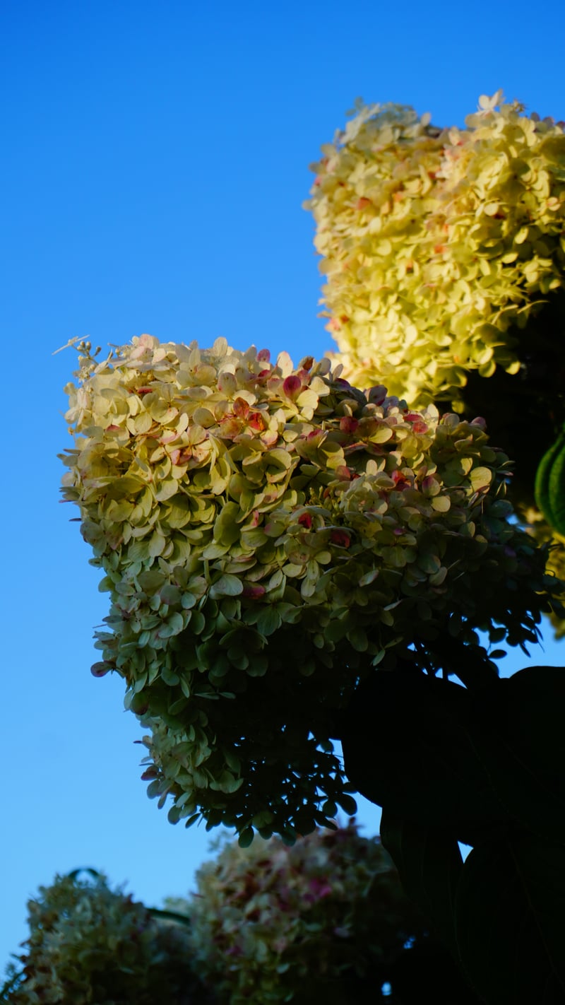 South Heidelberg Garden Blooms