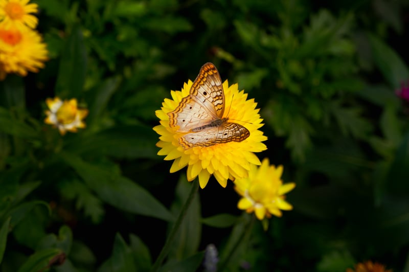 Disney Springs Gardens