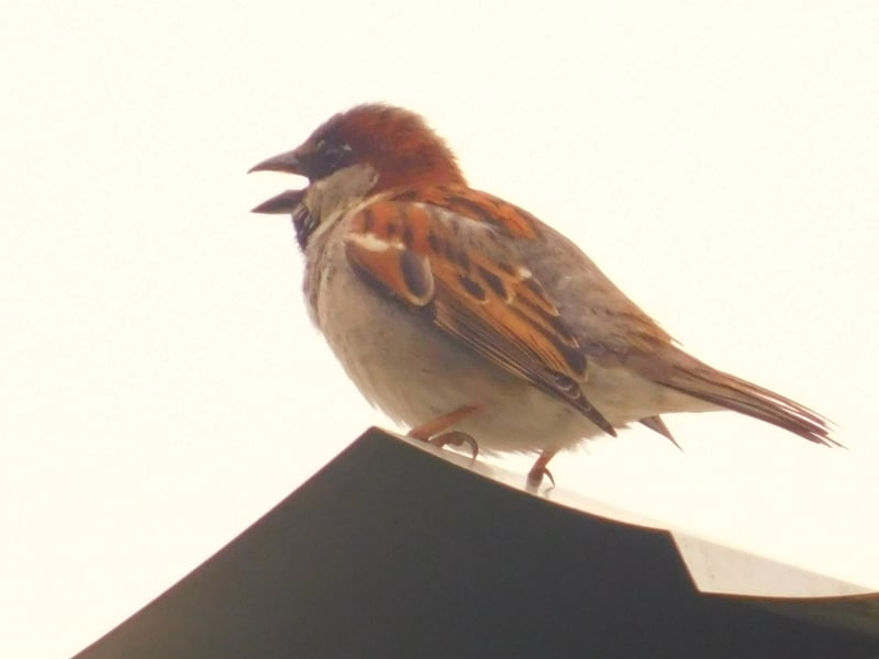 Fulton Residential Birding