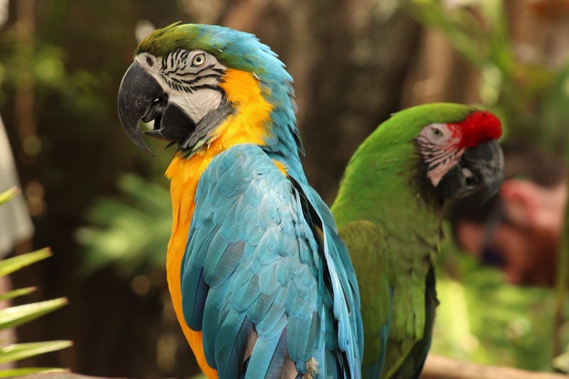 Gatorland