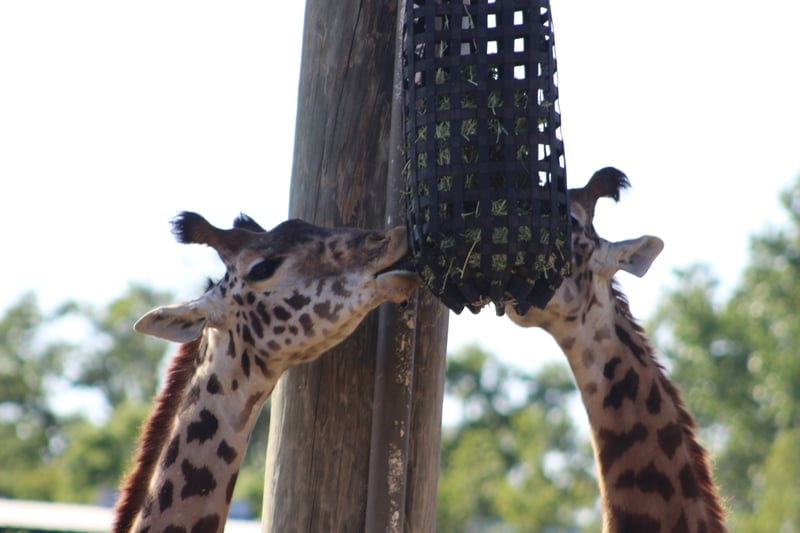 ZooTampa at Lowry Park