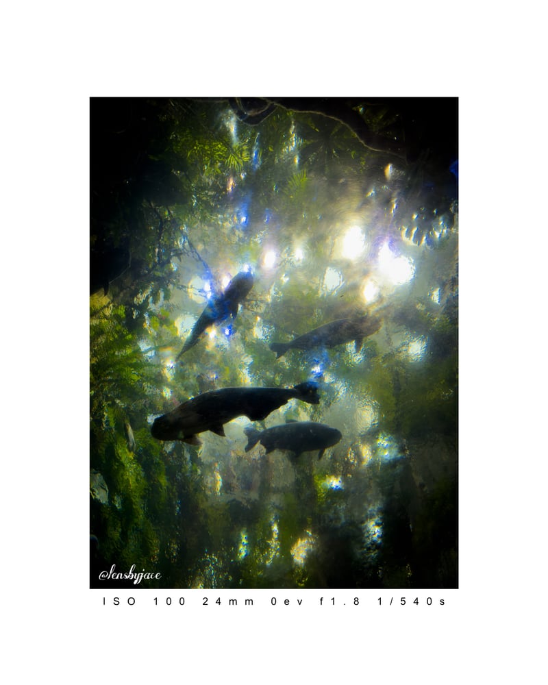 California Academy of Sciences - Steinhart Aquarium