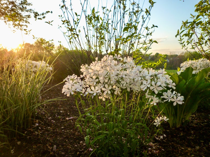 Manheim Garden Blooms