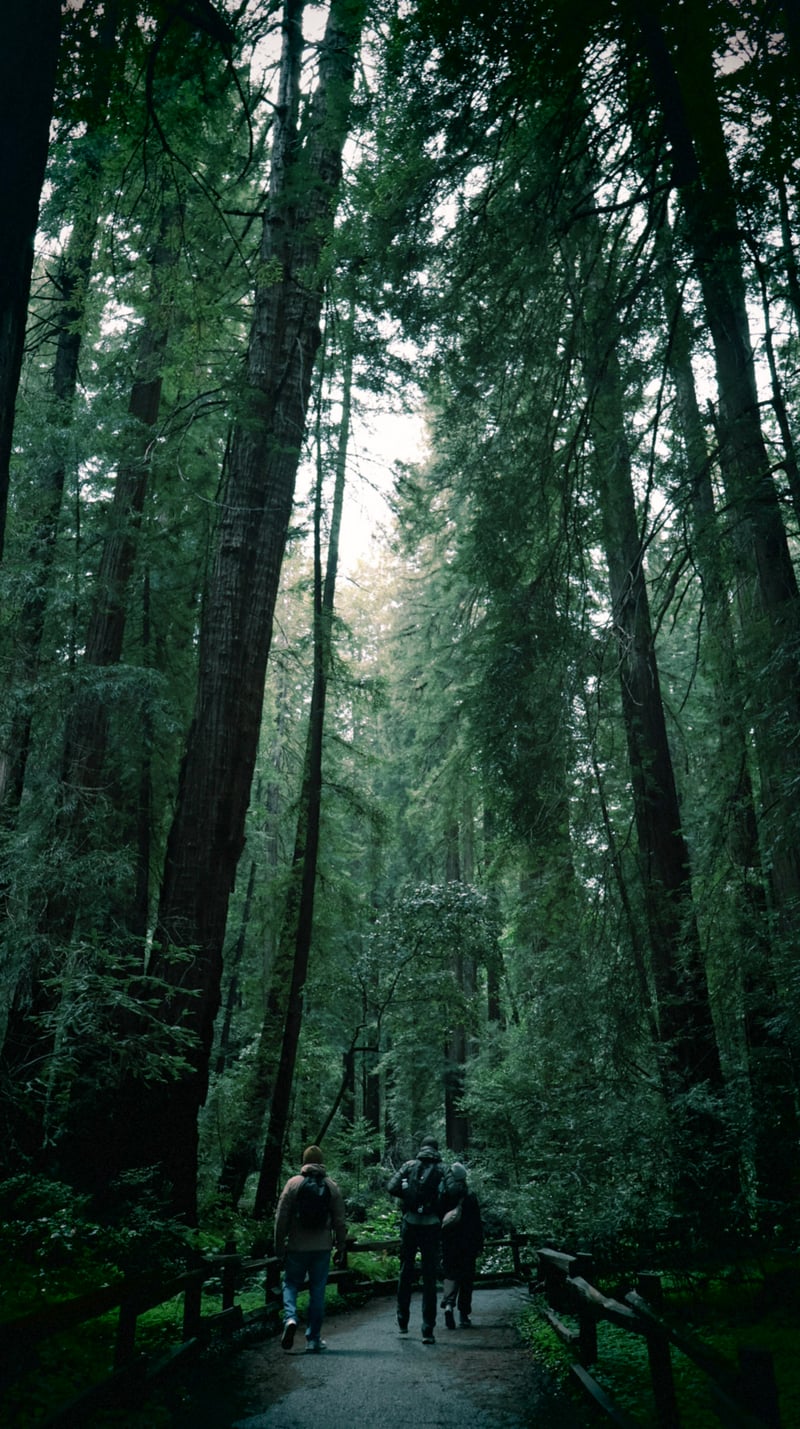 Muir Woods National Monument