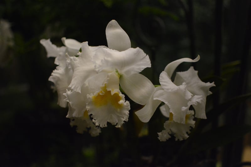 Longwood Gardens