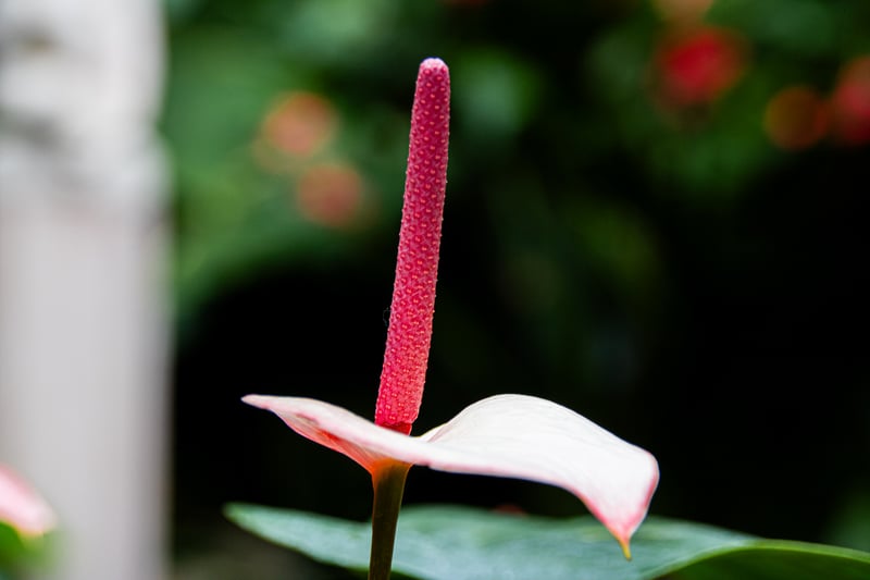 Lincoln Park Conservatory