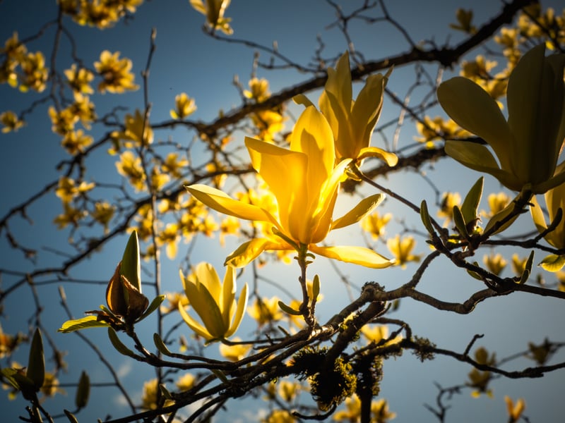 Historic Columbia River Highway Blooms