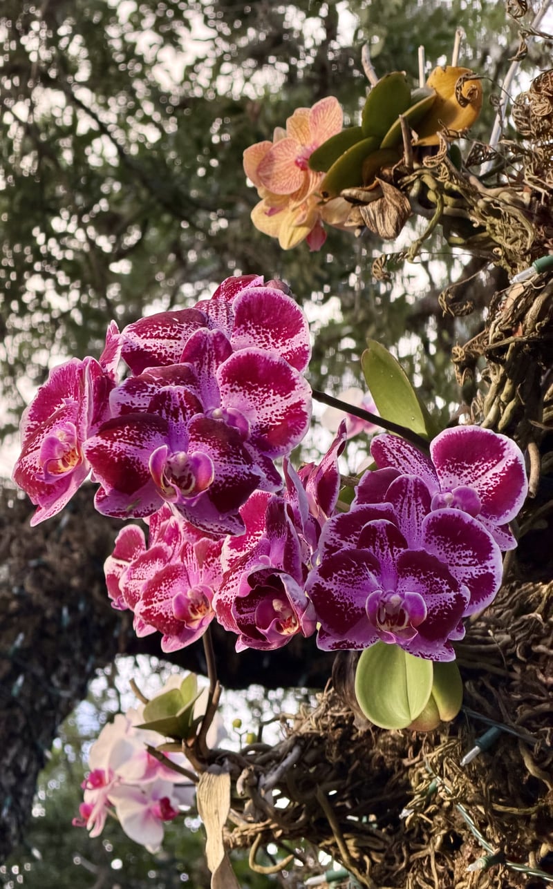 Country Club Prado Orchids