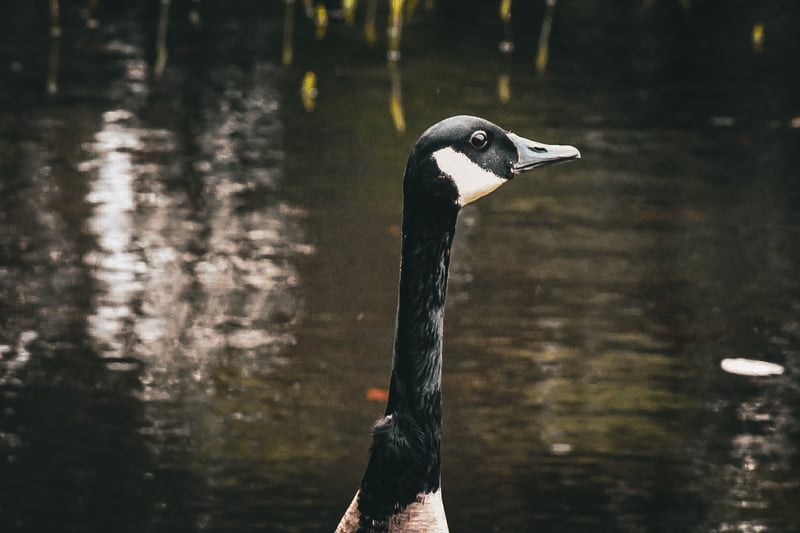 Taunton River Wetlands