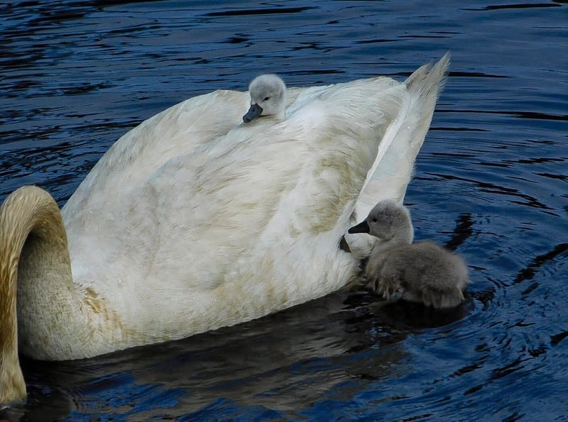 Taunton River Wetlands