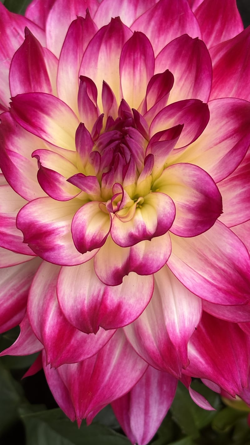 Maywood Garden Blooms