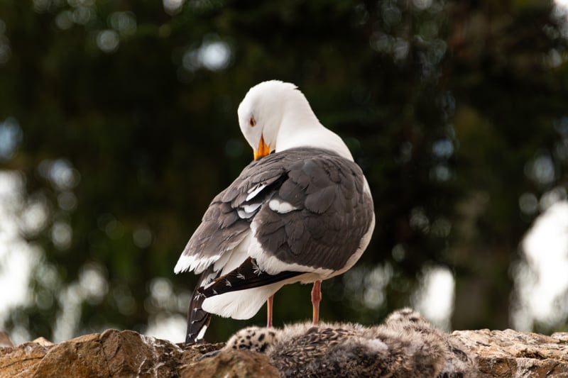 Alcatraz Island Bird Colony