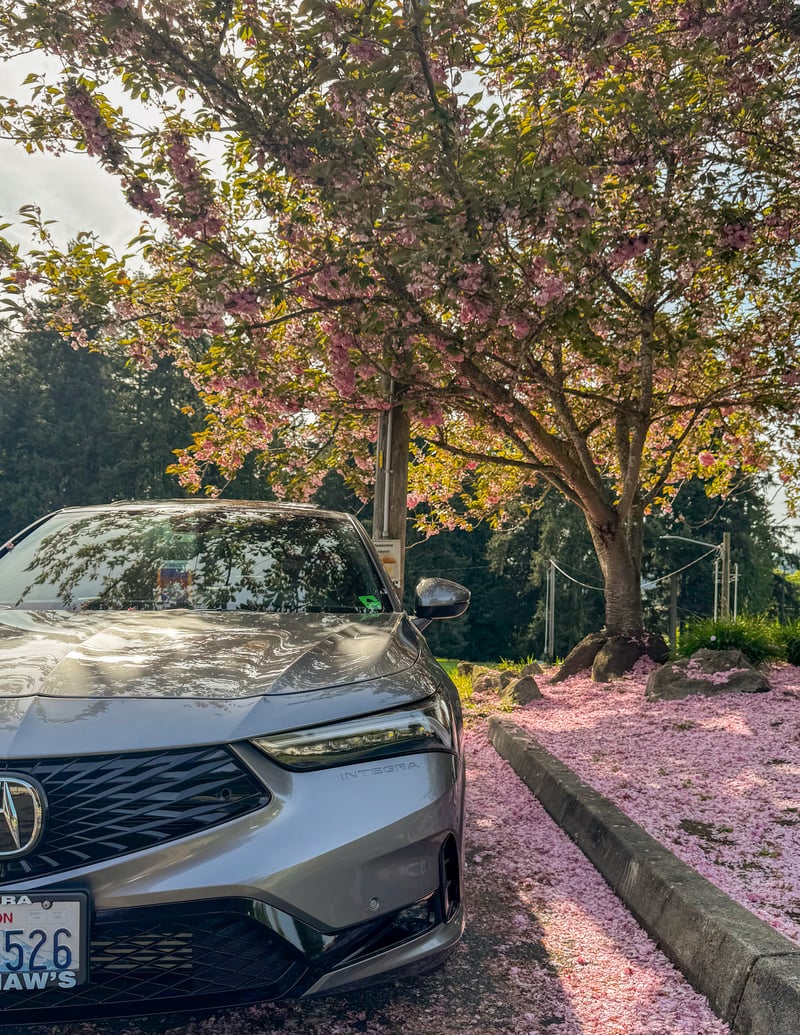 Milton Cherry Blossom Drive