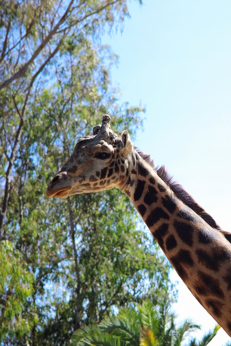 San Diego Zoo