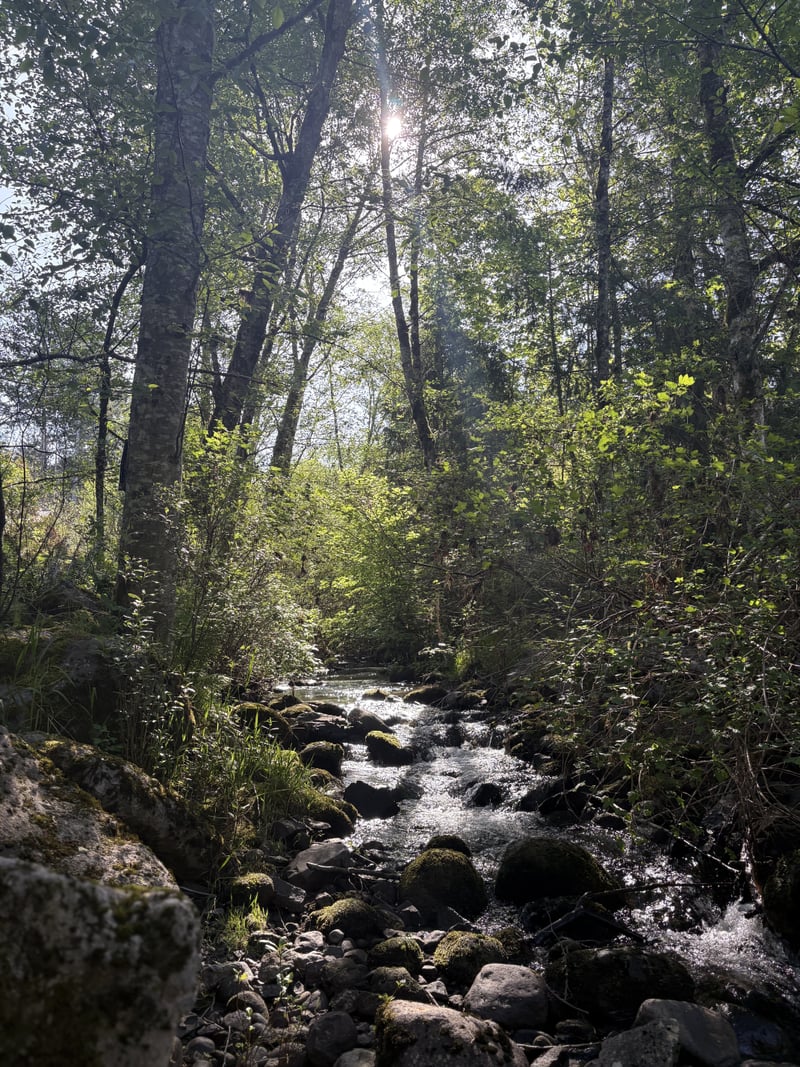 Barlow Trail Forest Creek