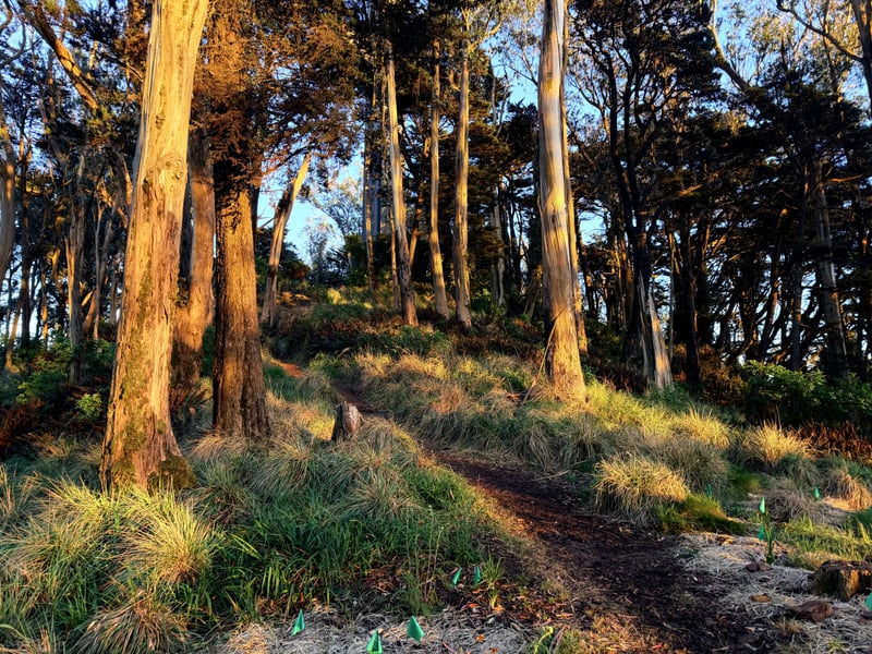 Mount Davidson Park