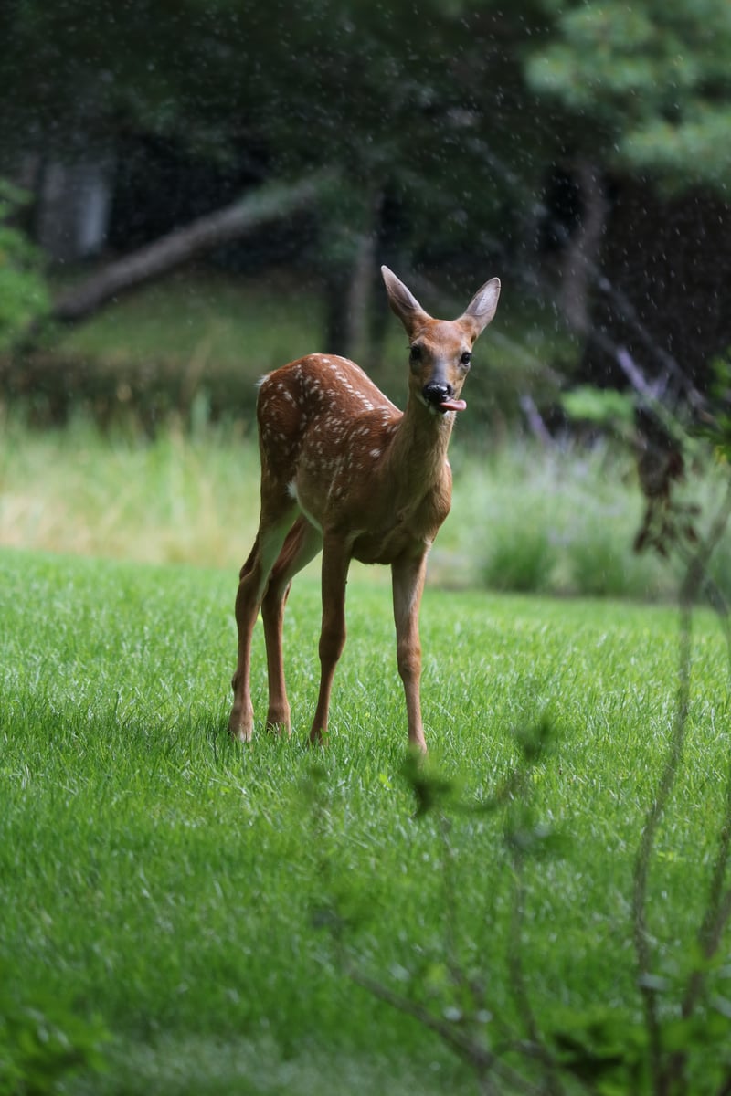 Northwest Woods Wildlife