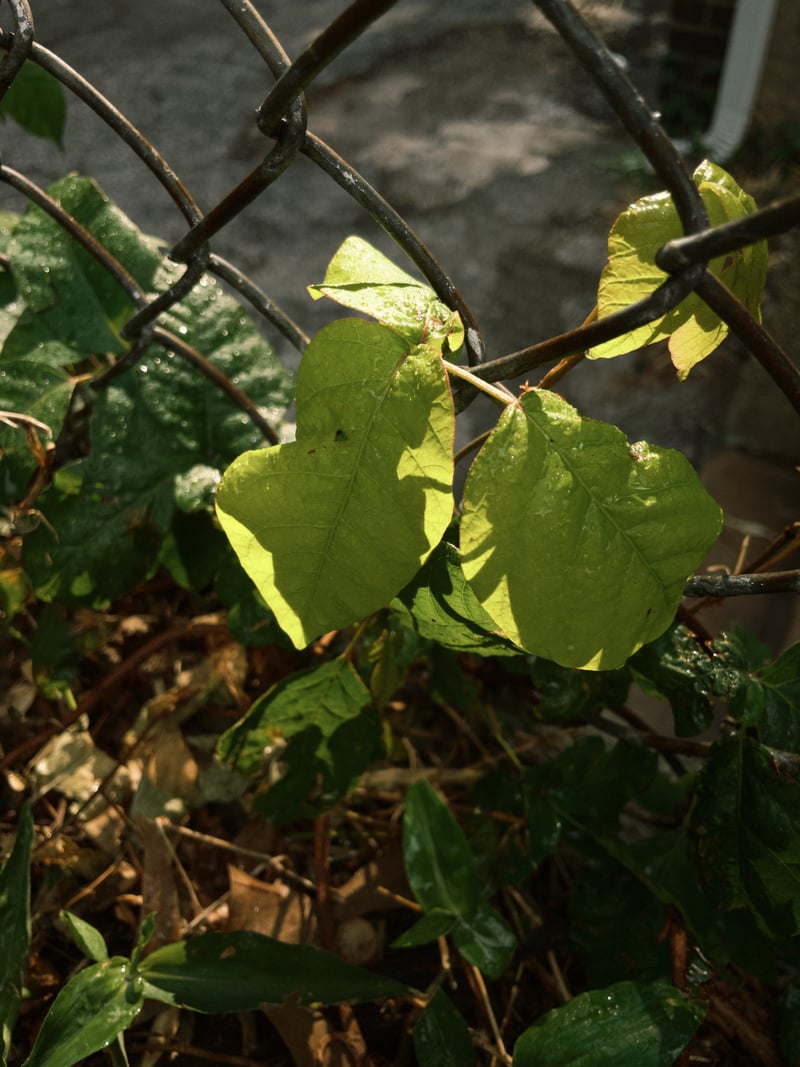 Forest Hills Garden Details