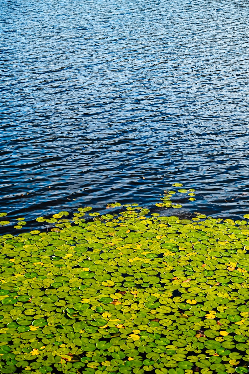 Ramapo Mountain State Forest Pond