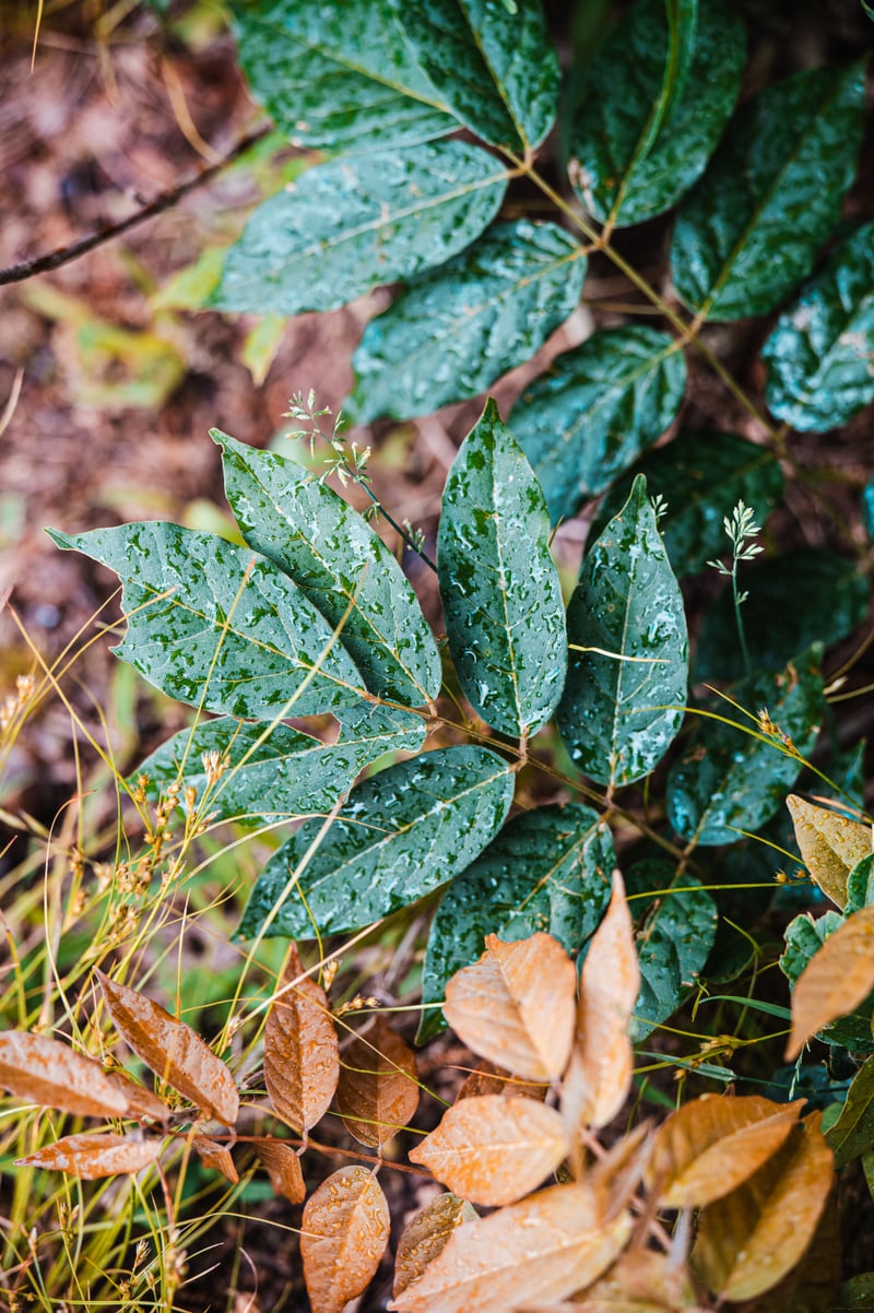 Ramapo Mountain Woodland