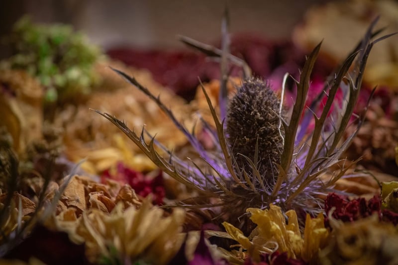 San Antonio Floral Macro Study