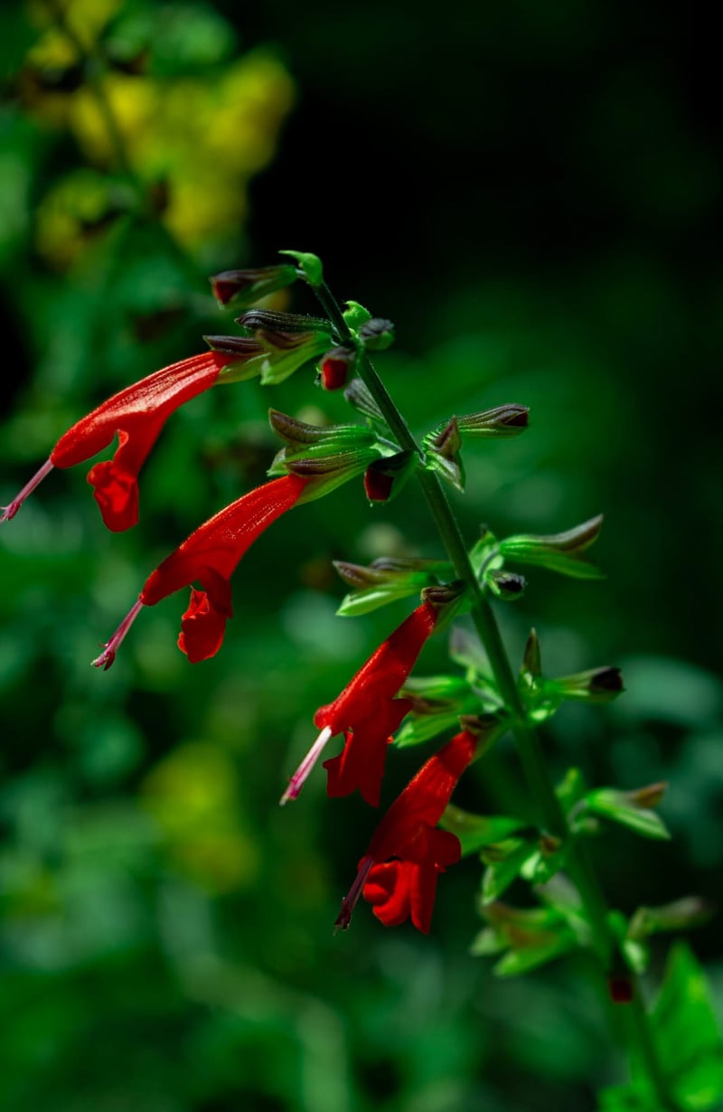 San Antonio River Walk Gardens
