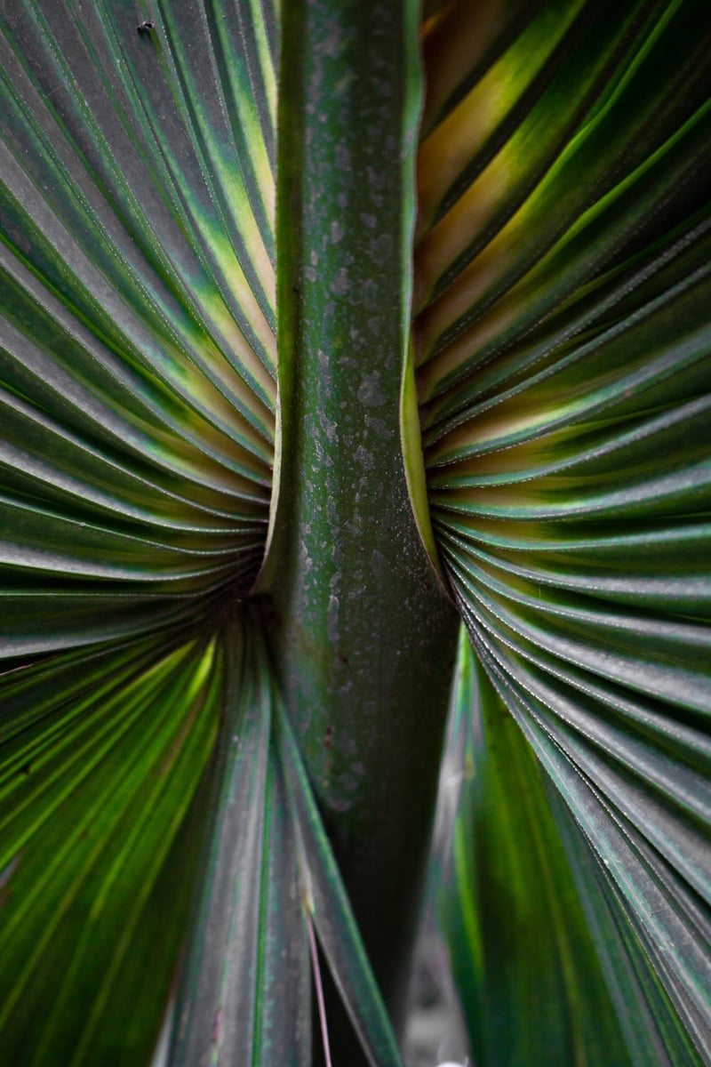 San Antonio Urban Palm Garden