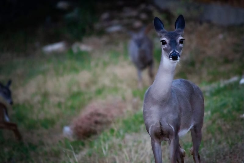 Hollywood Park Urban Wildlife