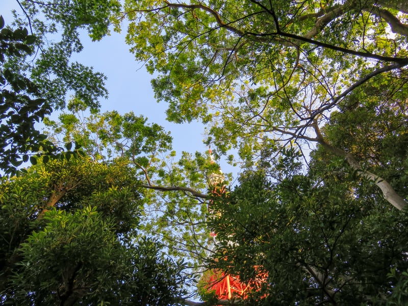 Tokyo Tower from Shiba Park