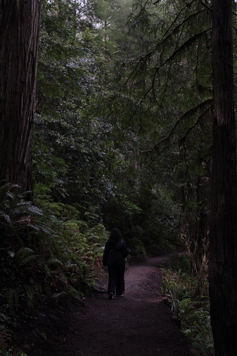 California Botanic Garden Redwood Grove