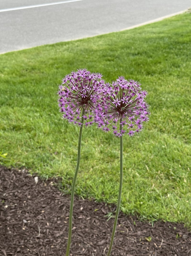 Monroe Avenue Garden Bed
