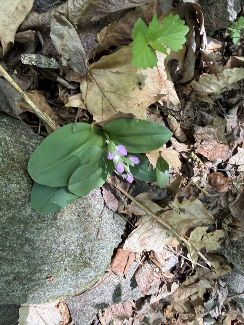 Glenmoore Woodland Trail