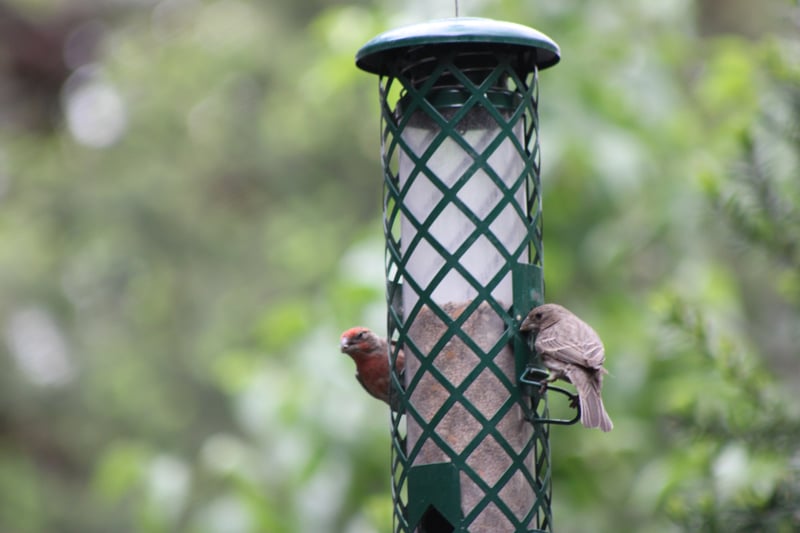Washington Park Wildlife