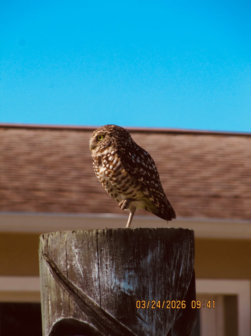 Cape Coral Burrowing Owl Habitat