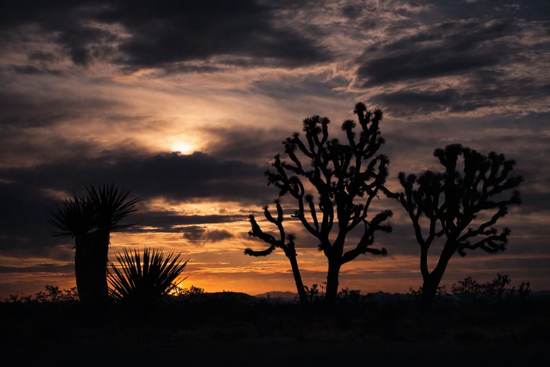 Mojave National Preserve Joshua Trees