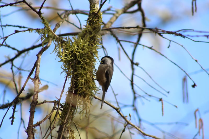 Camas Woodland Wildlife