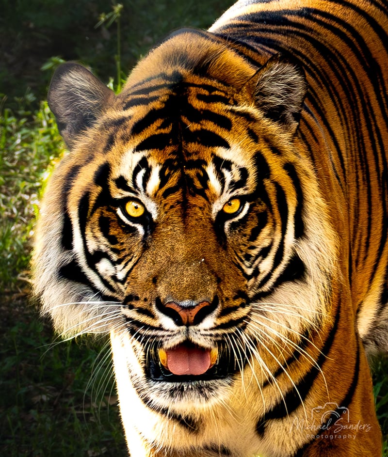 Maharajah Jungle Trek