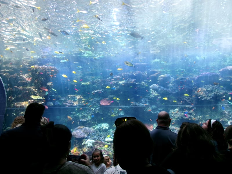 Georgia Aquarium