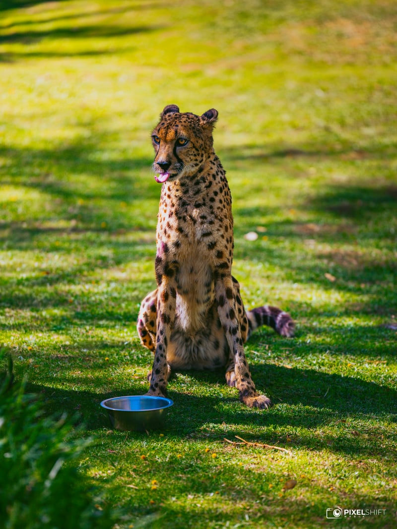 San Diego Zoo Safari Park