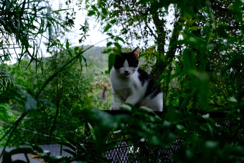 Cascade Canyon Garden View