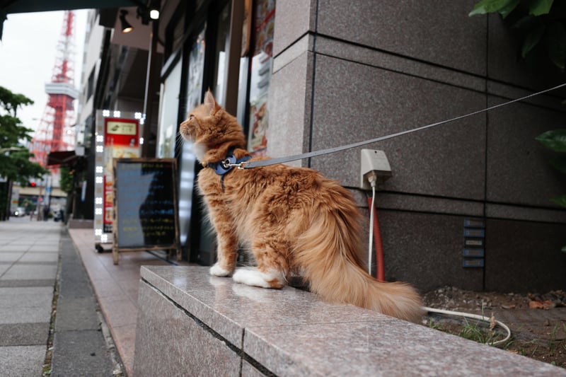Tokyo Tower View from Shiba Sidewalk